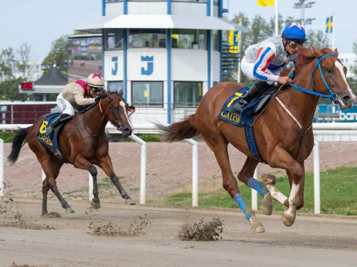 Appelina Skånelandlöpning  – härligt lovande löften möts på söndag