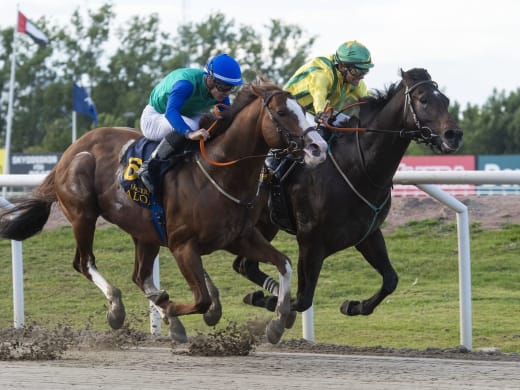 Stallsnack inför Bro Parks Stockholm Cup-dag