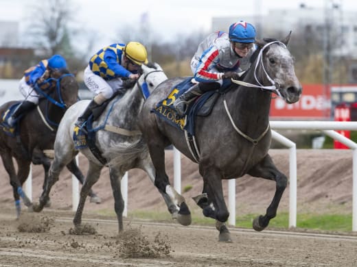 Stallsnack inför Jägersro Galopps sista tävlingsdag för året