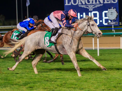 Flera skandinaviska intressen på Meydan