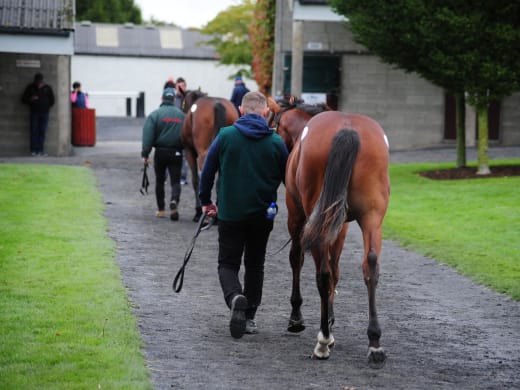 Svenskköp på Tattersalls Ireland