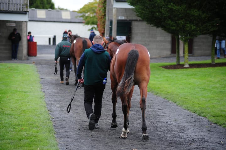 tattersalls23919