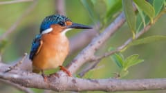 Pygmy Kingfisher: one of many birds at this Gambian hotel