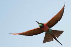 Carmine bee-eaters on your Gambia birding holiday