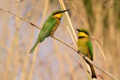 Little bee-eaters on a birding holiday in Gambia