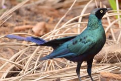 Purple Glossy Starling in The Gambia