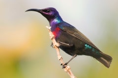 Splendid Sunbird on a birdwatching holiday
