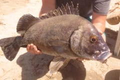 Gambia activities | beach fishing | grouper