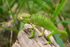 Gambia activities | Snakes & reptiles | chameleon