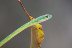 Gambia activities | Snakes & reptiles | snake