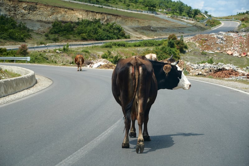 Kühe auf der Straße