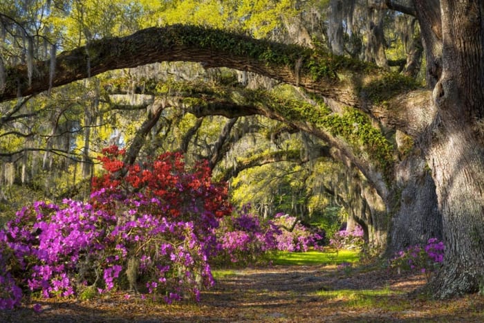 Magnolia Plantation