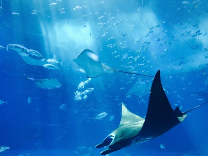 Stingray City