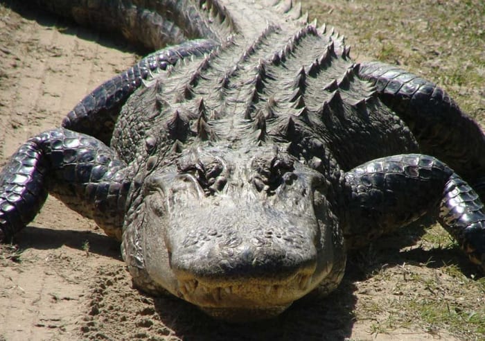 Kayak Alligator Swamps