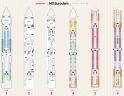 MS Eurodam deck plans, all decks on one page
