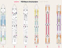 MS Nieuw Amsterdam deck plans, all decks on one page