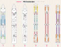 MS Oosterdam deck plans, all decks on one page
