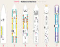Radiance of the Seas deck plans, all decks on one page