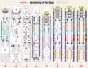 Symphony of the Seas deck plans, all decks on one page