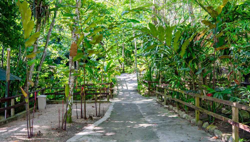 Blue Hole And Dunns River Falls Tour Island Gully2