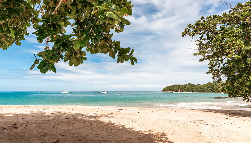 Mount Irvine Bay Resort Beach Trees