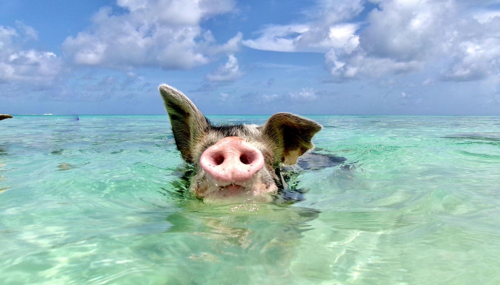 Swim With The Pigs In Nassau 1