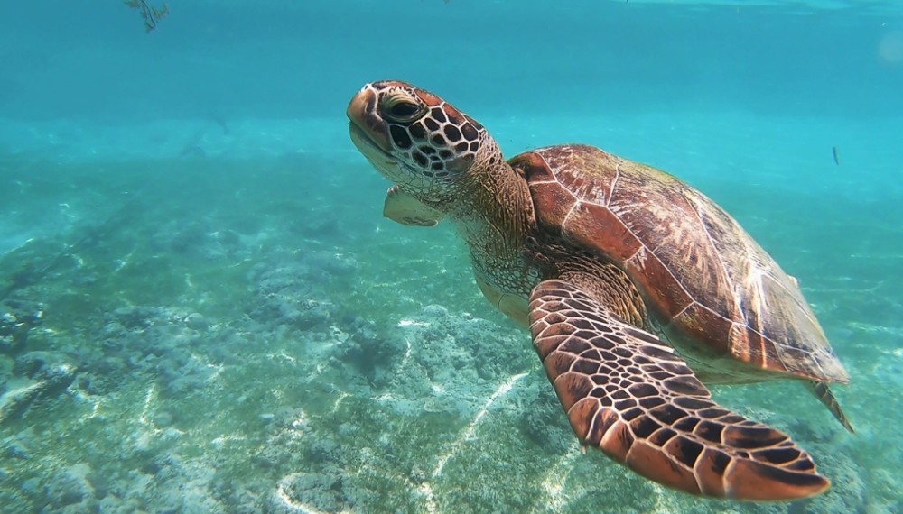Swim With The Pigs In Nassau 7