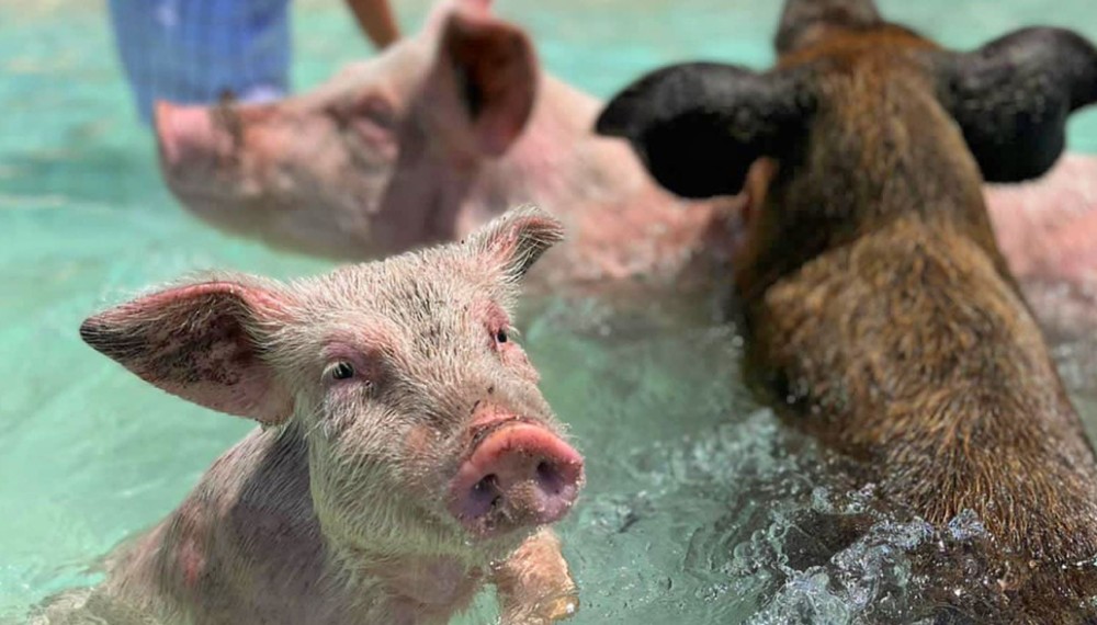 Swim With The Pigs In Nassau 9