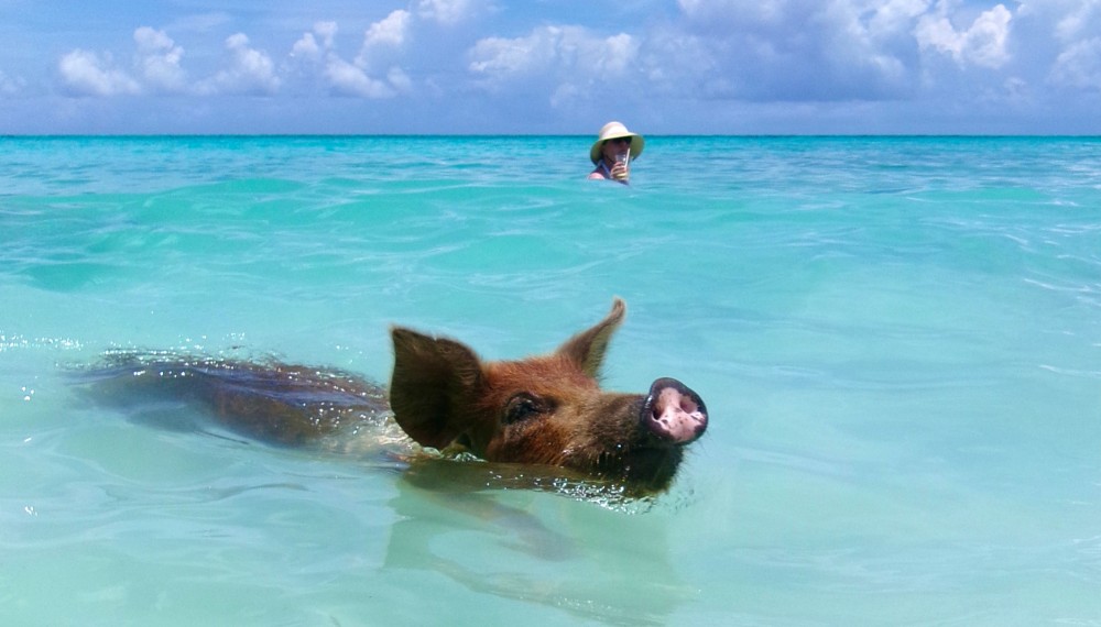 Swim With The Pigs In Nassau Da Pig Beach 8