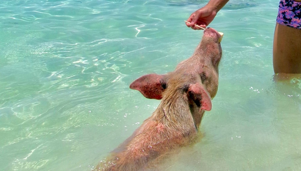Swim With The Pigs In Nassau Da Pig Beach 9