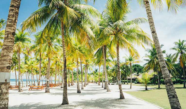 Palm trees on a beach in the Philippines