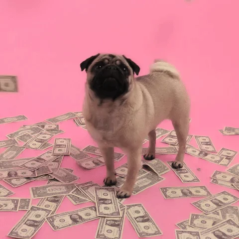 Gif, make it rain money pug