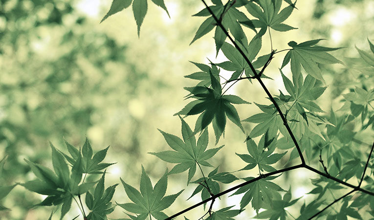 Japanese maple leaves
