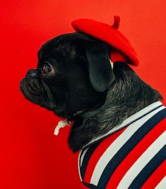cute french dog