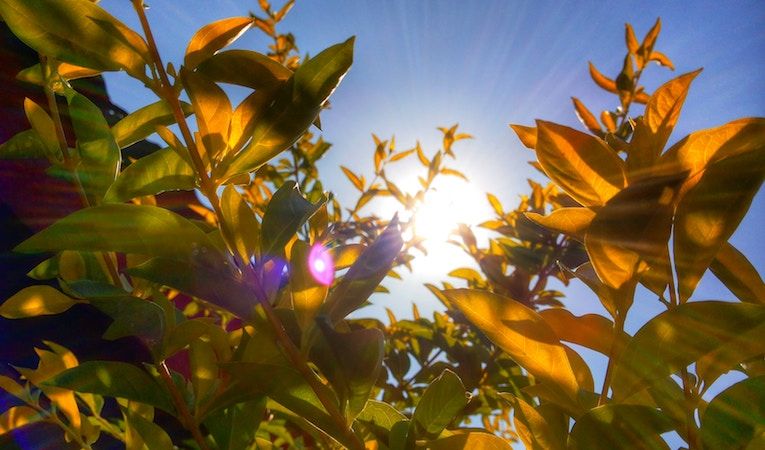 beautiful sun shining through plants