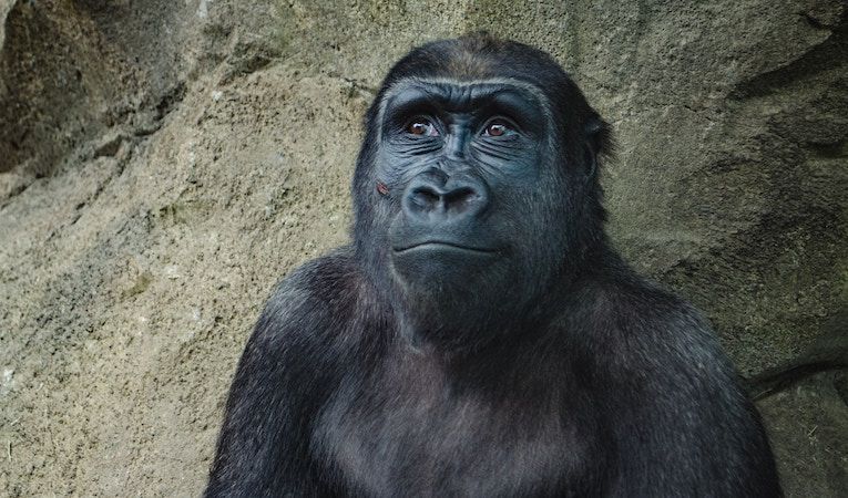 monkey