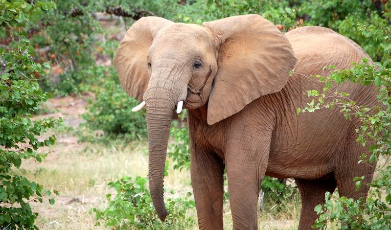 elephant