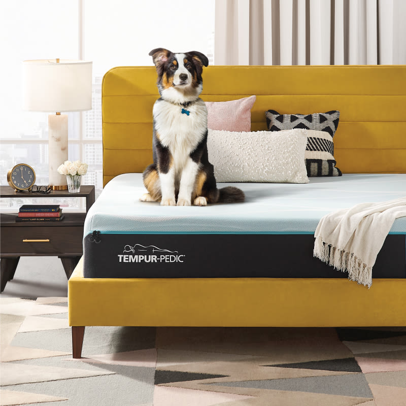 Tempur Pedic mattress with a dog sitting on top of it in a bedroom.