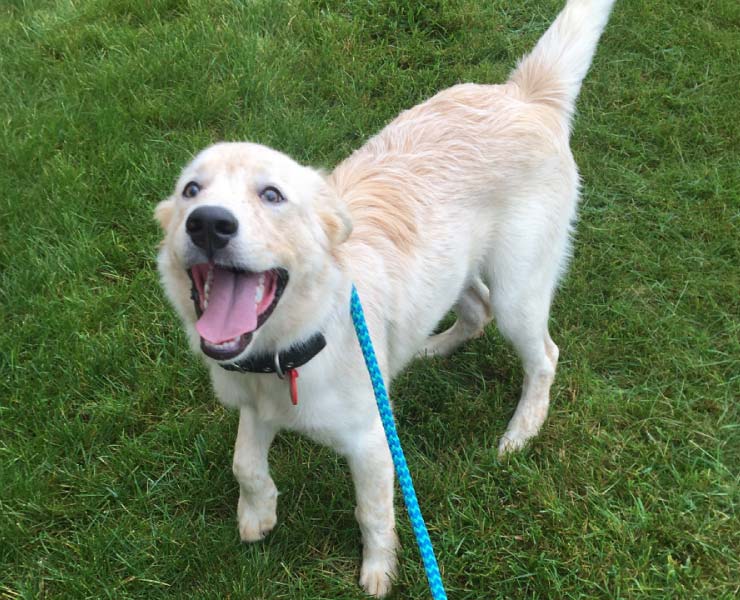 Golden lab looking into camera