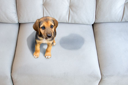 Dog sitting next to a stain on a sofa cushion.
