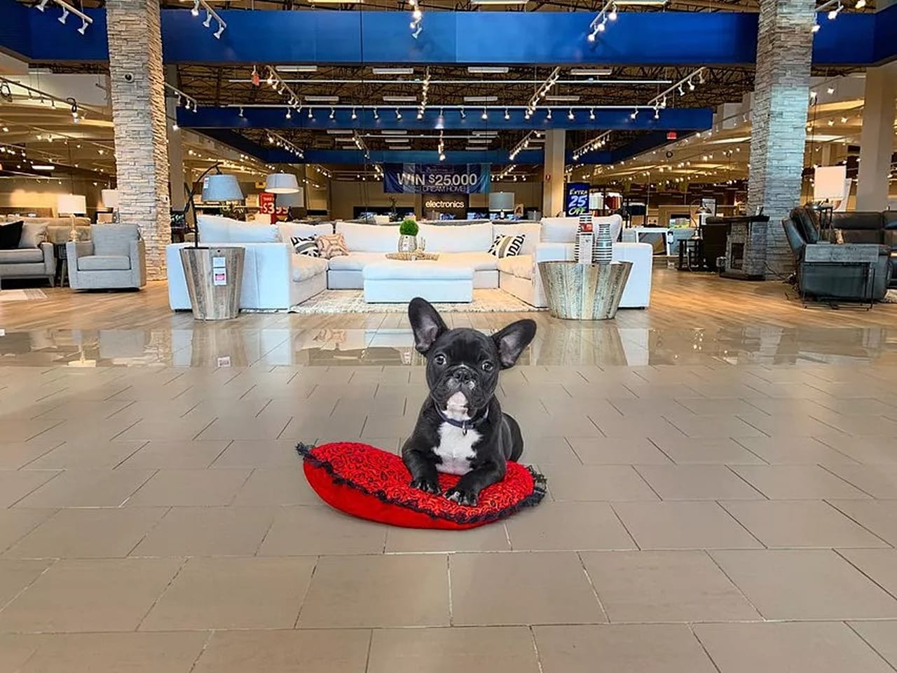 Small dog inside Gardner White store
