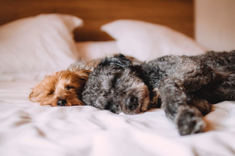 Should You Let Your Pets Sleep In Bed With You? - Gardner-White Blog Should You Let Your Pets Sleep In Bed With You? - Gardner-White Blog