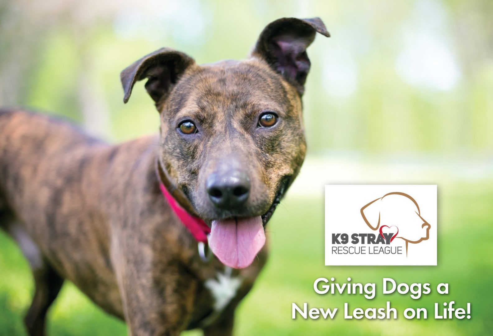 new leash on life dogs