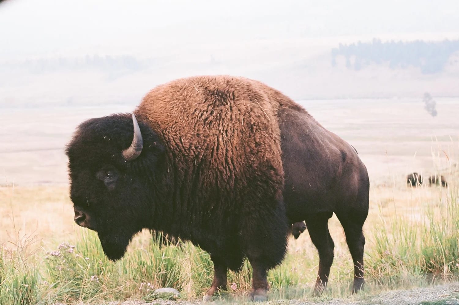 Bison, the tatanka