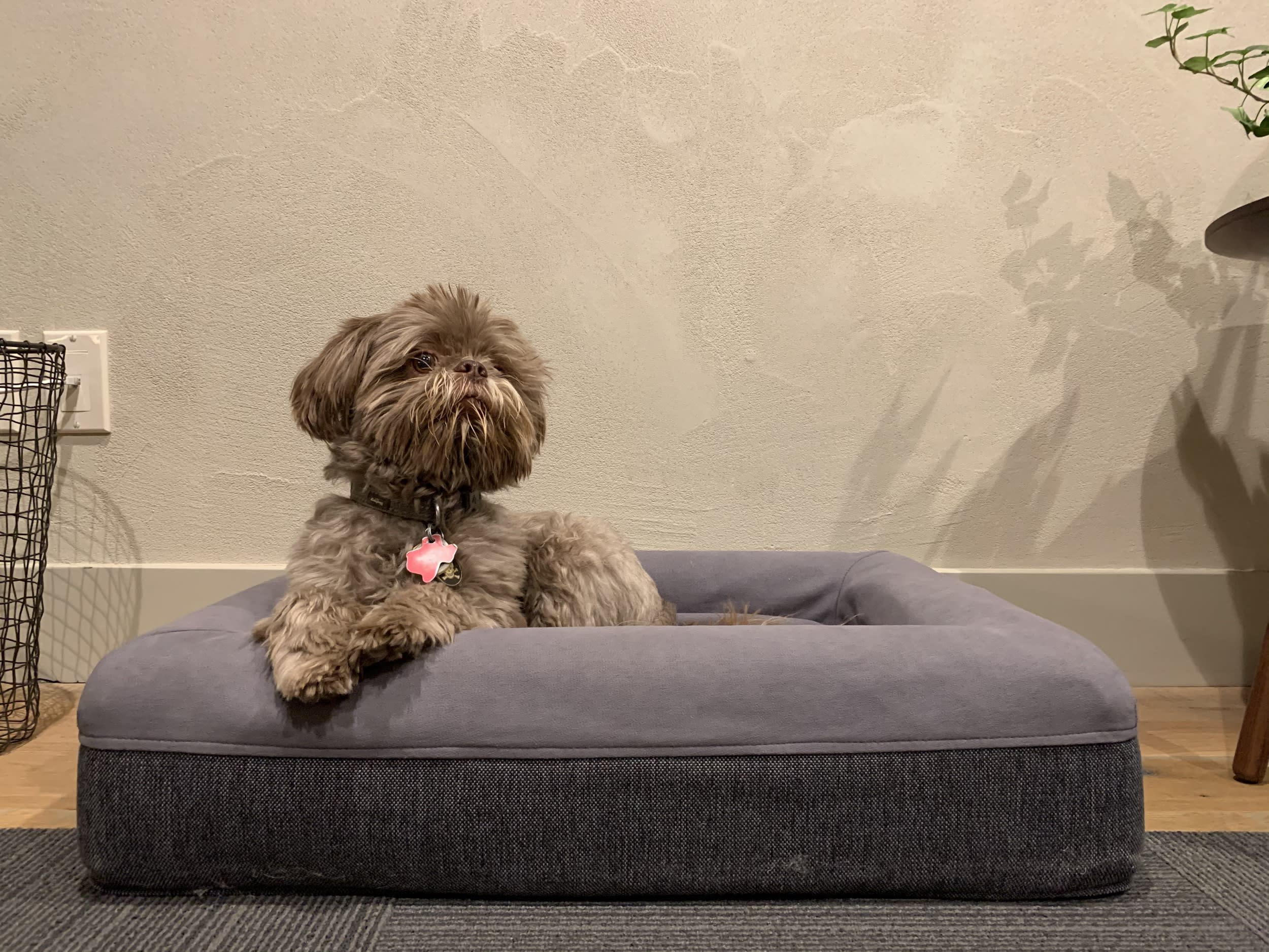 A photo of a brown Shih Tzu sitting in his bed.