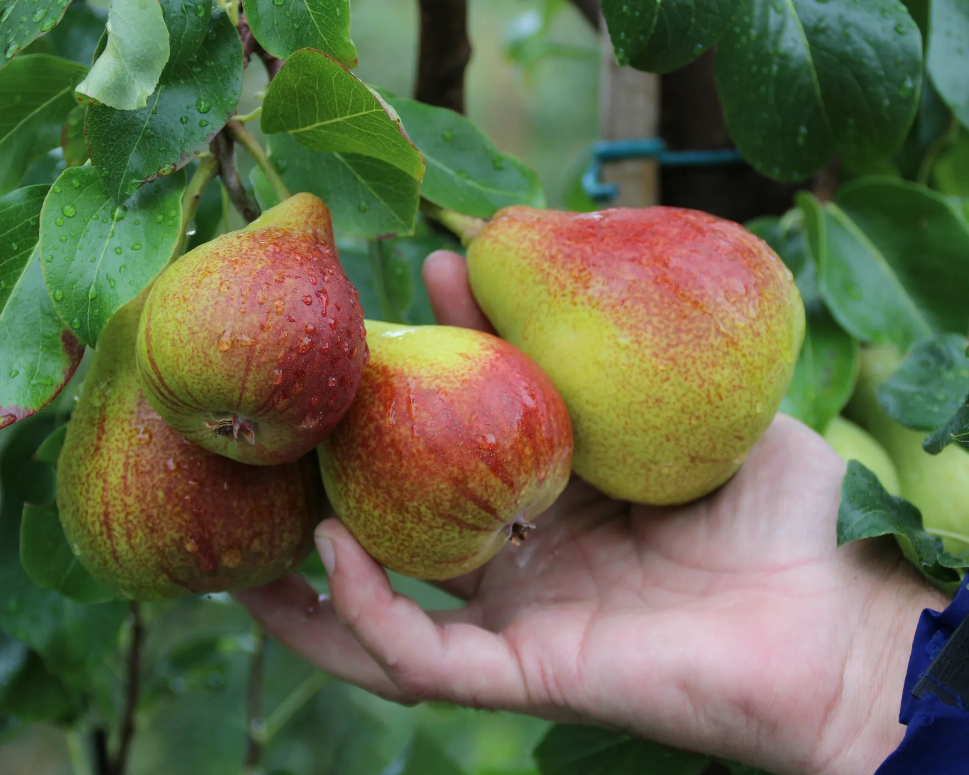 Fra Njøs frukt- og bærsenter