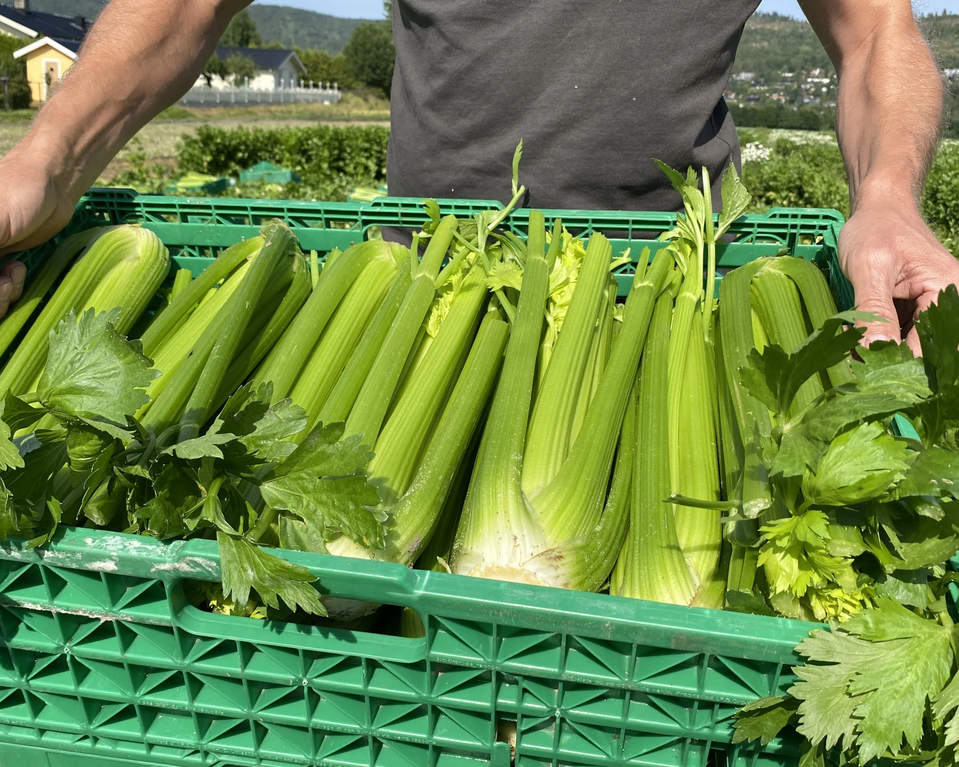 Fra innhøsting på Gilhus Gård i juli 2022. Foto: Gartnerhallen