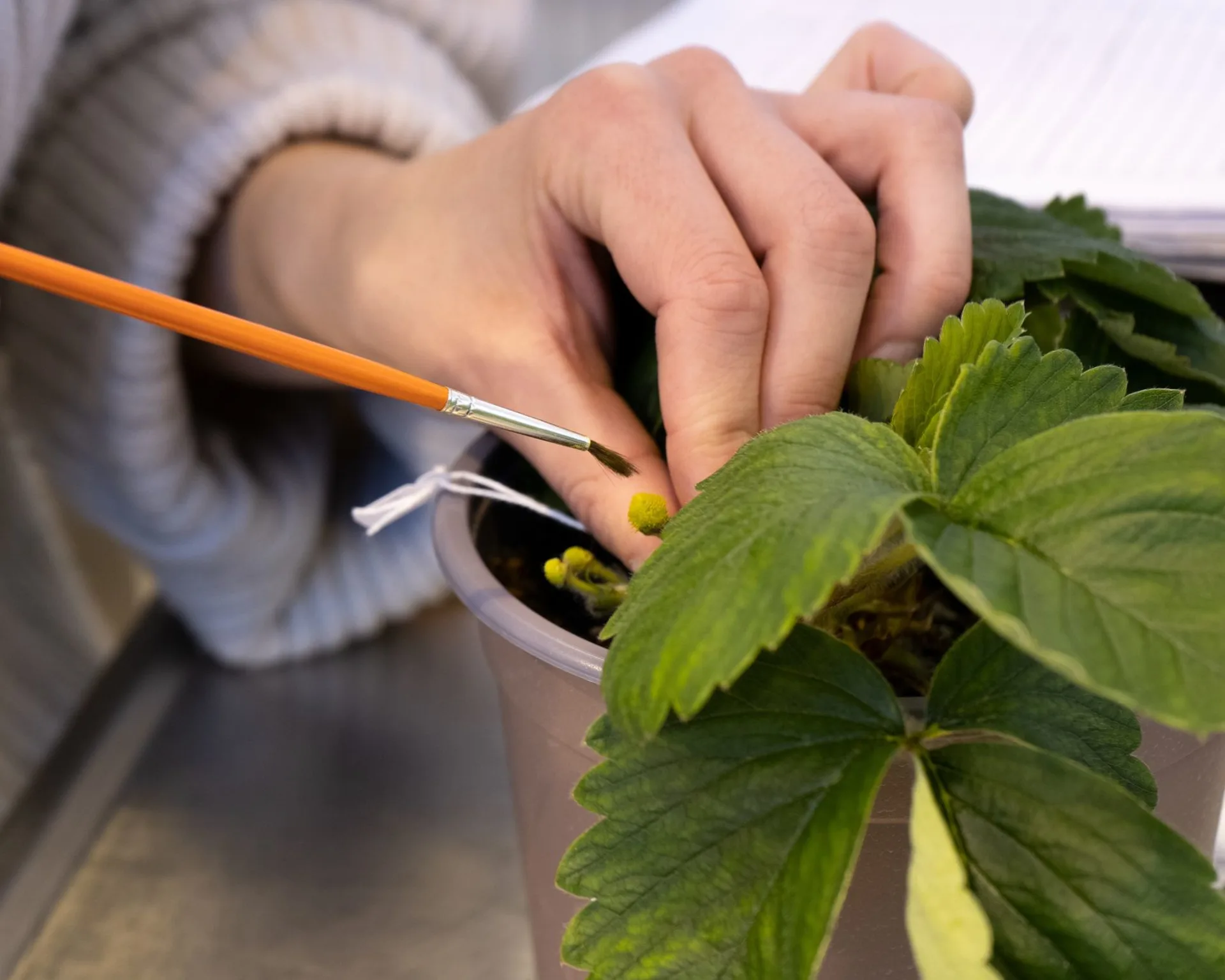 Forsøk med jordbær