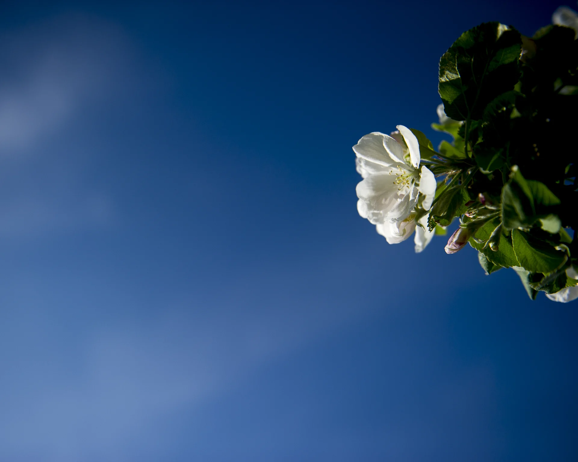 Epletre i blomst  ved fjord