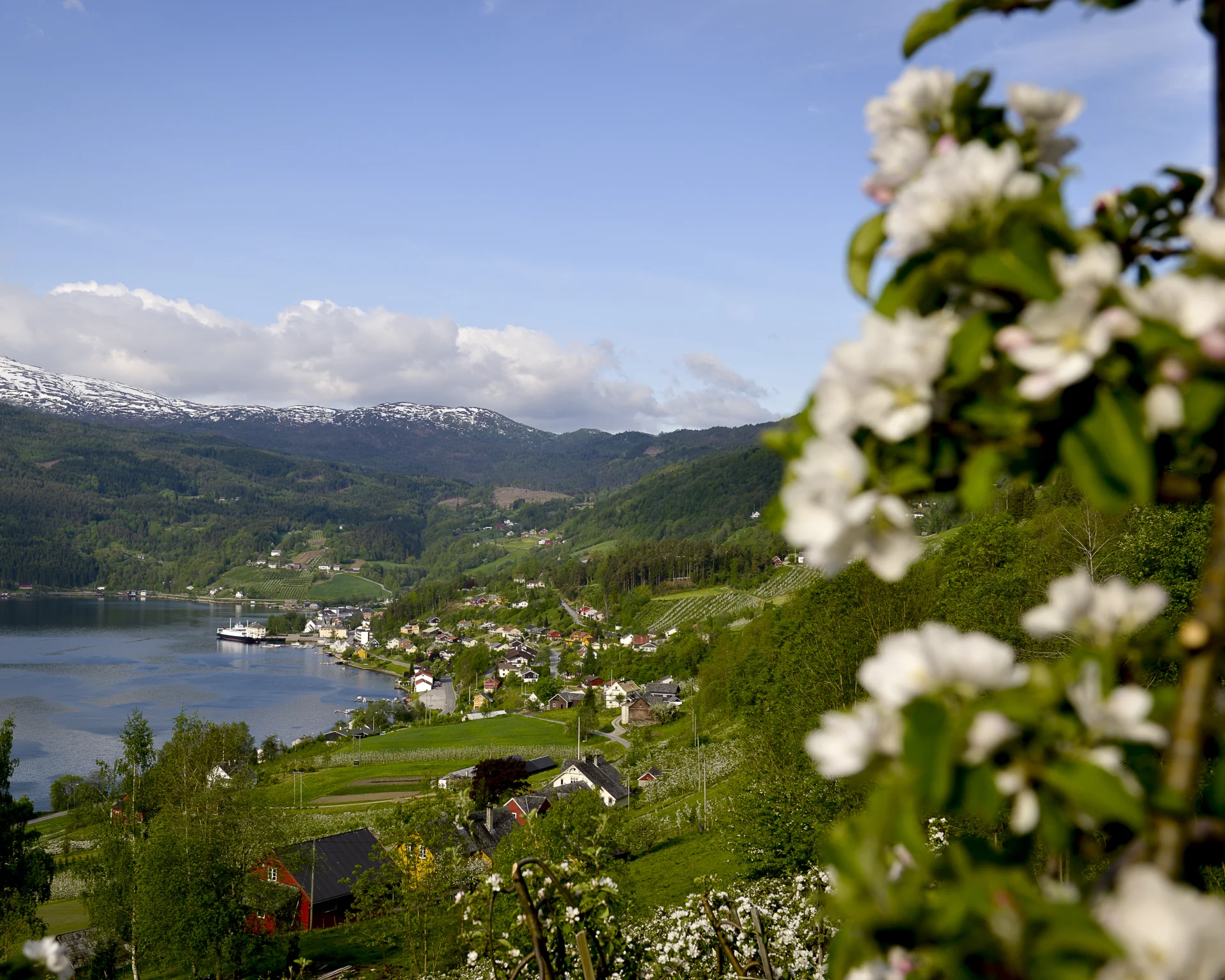 Epletre i blomst  ved fjord